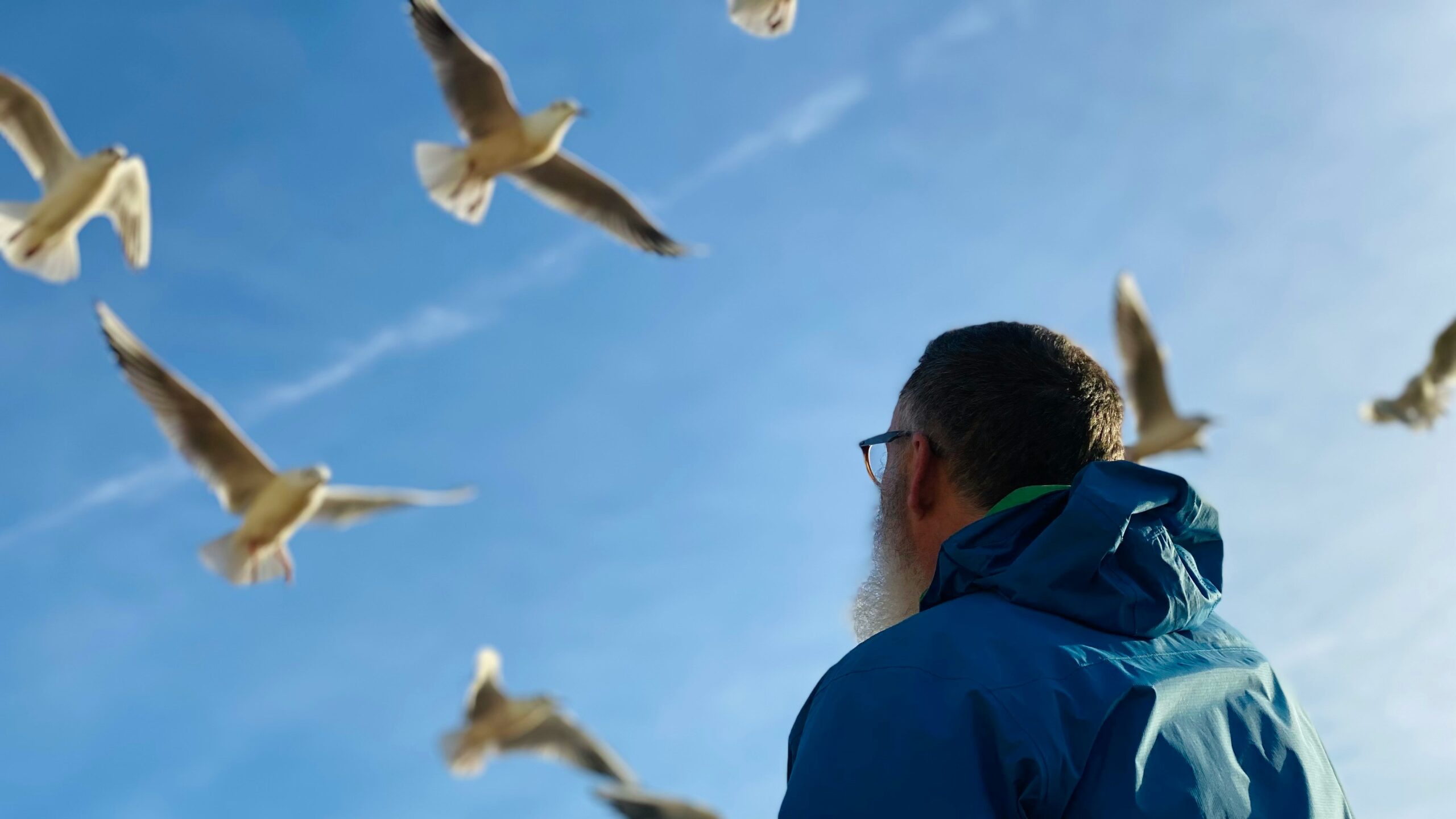 Mann mit Brille und Bart in blauer Jacke blickt auf fliegende Möwen vor blauem Himmel